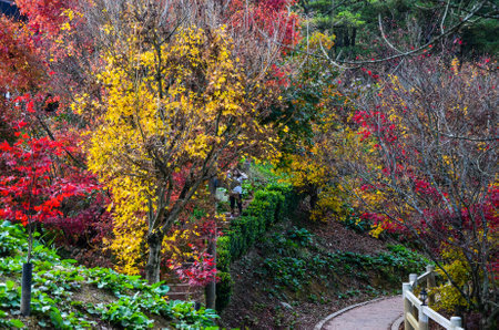 Acer maple leaves in autumn.の写真素材