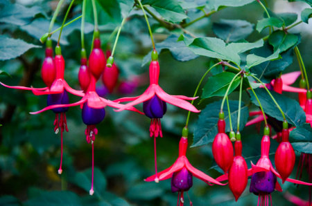 Fuchsia flower in the garden.の写真素材