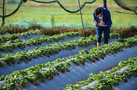 Hsinchu, Taiwan-FEB 07, 2019: Strawberry Garden Picking Strawberry Box.のeditorial素材