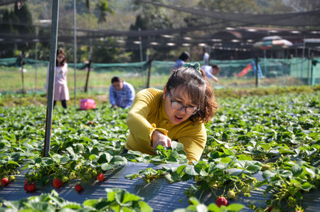 Hsinchu, Taiwan-FEB 07, 2019: Strawberry Garden Picking Strawberry Box.のeditorial素材