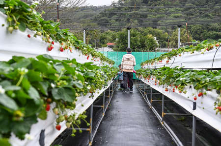 Hsinchu, Taiwan-JAN 27, 2020: People pick strawberries in the strawberry garden.のeditorial素材