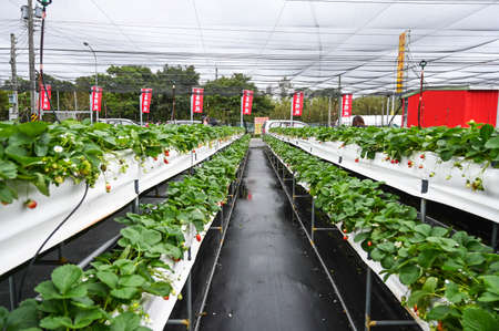 Hsinchu, Taiwan-JAN 27, 2020: People pick strawberries in the strawberry garden.のeditorial素材