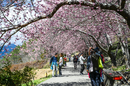 Taichung, Taiwan-FEB 26, 2020: Beautiful Cherry Blossoms in Wuling Farm,Taichung, Taiwanのeditorial素材