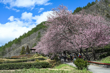 Taichung, Taiwan-FEB 26, 2020: Beautiful Cherry Blossoms in Wuling Farm,Taichung, Taiwanのeditorial素材