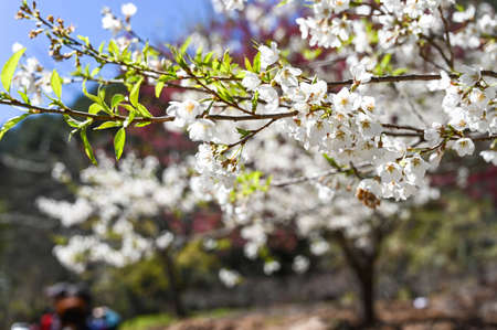 Sakura Blooming in spring.