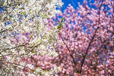 Sakura Blooming in spring.の写真素材