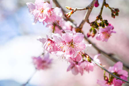 Sakura Blooming in spring.の写真素材