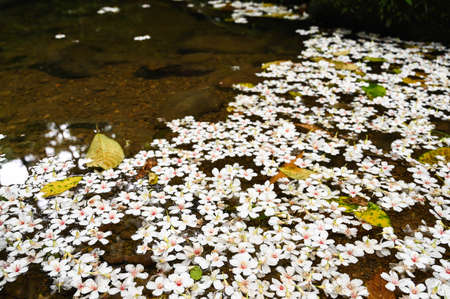 Vernicia fordii falling on the water.