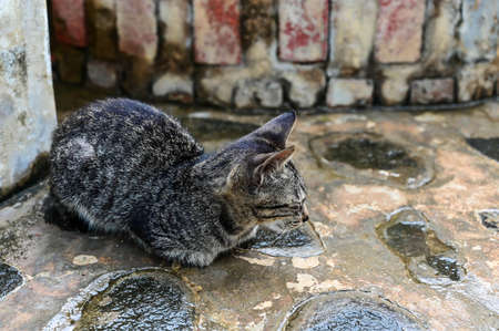 Close-up gray tabby cat outdoorsの写真素材