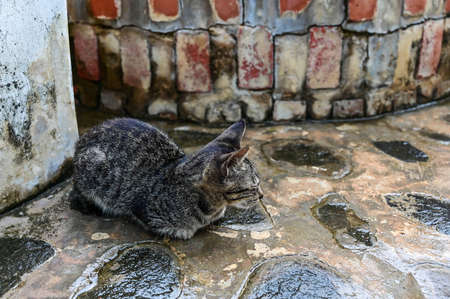 Close-up gray tabby cat outdoorsの写真素材