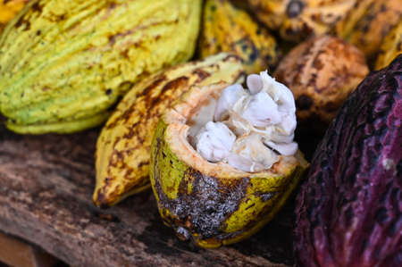 Cocoa beans in a freshly cut cocoa pod, close up of fresh Cocoa fruit in farmers hands. Organic cacao fruit.の写真素材