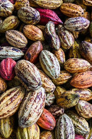 A big bunch of colorful cocoa pods. Criollo, Forastero, Trinitario, different types of cocoa beans just harvested from cocoa tree. Hundreds of exotic ripened fruits ready for making dark chocolateの写真素材