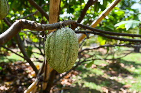 A big bunch of colorful cocoa pods. Criollo, Forastero, Trinitario, different types of cocoa beans just harvested from cocoa tree. Hundreds of exotic ripened fruits ready for making dark chocolateの写真素材