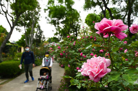 Miaoli, Taiwan-JAN 24, 2021: People in the rose garden.