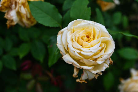 Yellow rosaceae in the garden.の写真素材