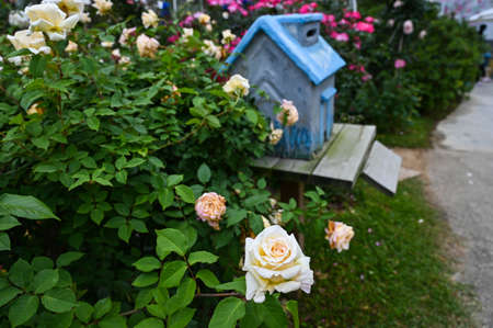 Yellow rosaceae in the garden.の写真素材