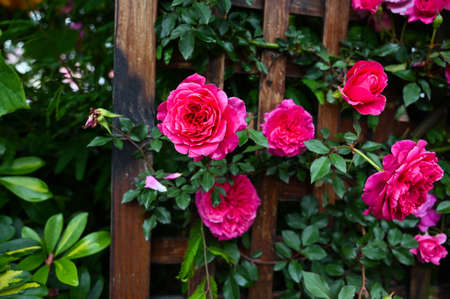 Roses planted in the garden.の写真素材