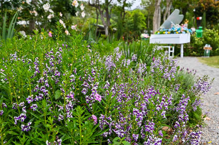 Angelonia salicariifolia in the garden.の写真素材