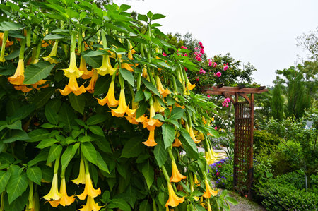 Datura stramonium in the garden.の写真素材