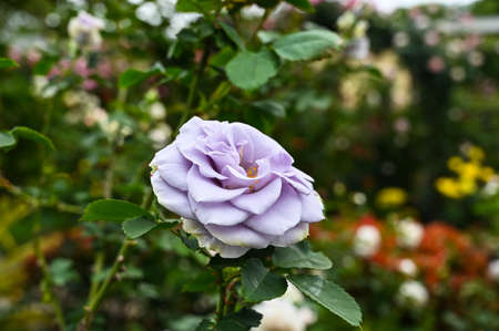 Purple rosa in the garden.の写真素材