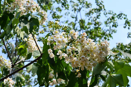 Vernicia fordii (Tung oil flower)