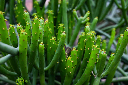Euphorbia tirucalli in the park.の写真素材