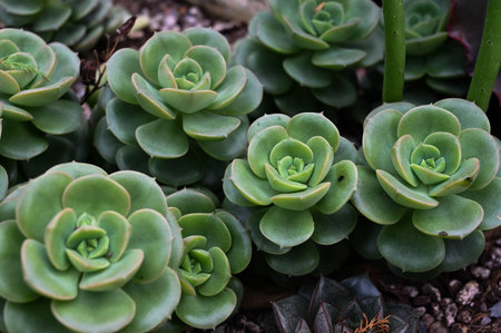 Echeveria cv Victor is succulent plant.の写真素材