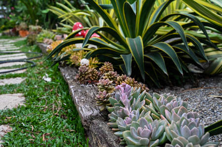 Cheveria sp simonoasa (Powder Puff) is succulent plant.の写真素材