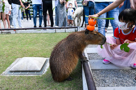 Yilan, Taiwan-SEP 06, 2021: People put oranges on the head of capybara.のeditorial素材