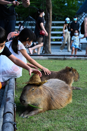 Yilan, Taiwan-SEP 06, 2021: People put hat on the head of capybara.のeditorial素材