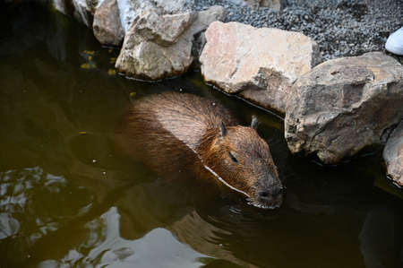 The cute capybara in the farm is taking a bathの写真素材