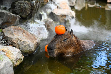 The cute capybara in the farm is taking a bathの写真素材