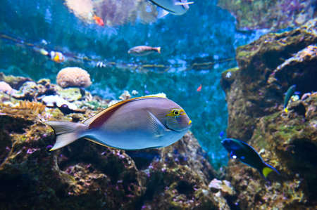 School of fish in the aquarium.
