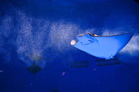 Stingrays swimming in the water.