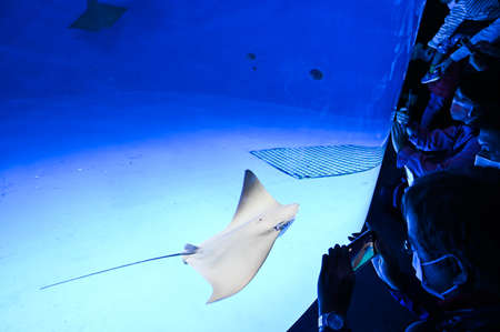 Stingrays swimming in the water.