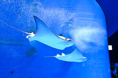 Stingrays swimming in the water.の写真素材