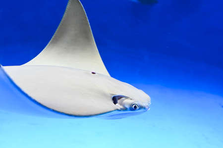 Stingrays swimming in the water.