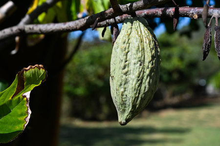 Close up of cocoa fruits on the tree.