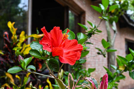 Hibiscus rosa-sinensis flower in the park.の写真素材