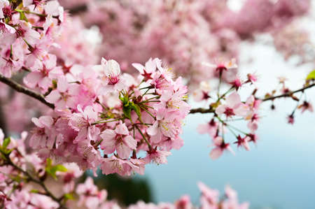 Cherry blossom forest in the farmの写真素材