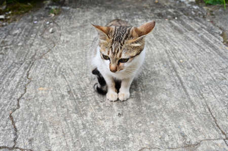 Small wild tabby cat outdoor