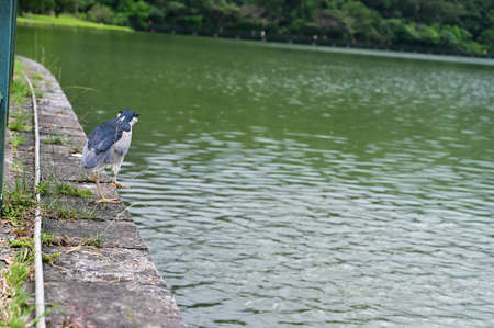 Nycticorax nycticorax by the lakeside.の写真素材