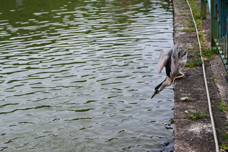 Nycticorax nycticorax by the lakeside.の写真素材