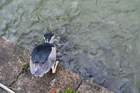 Nycticorax nycticorax by the lakeside.の写真素材