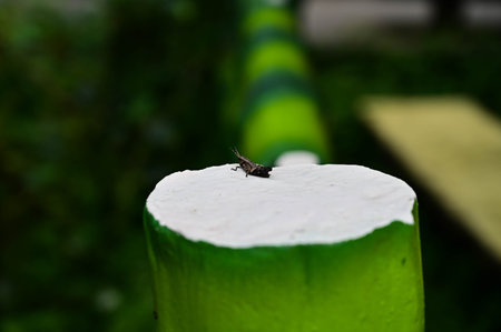 Gryllidae close up in the park.