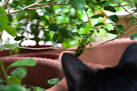 Black cat and mantis in the gardenの写真素材