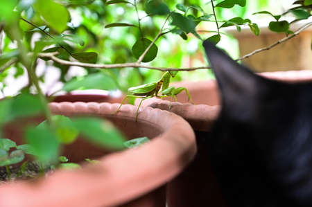 Black cat and mantis in the gardenの写真素材