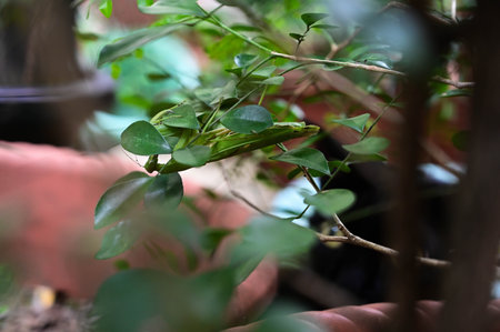Mantis hiding in the bush.の写真素材
