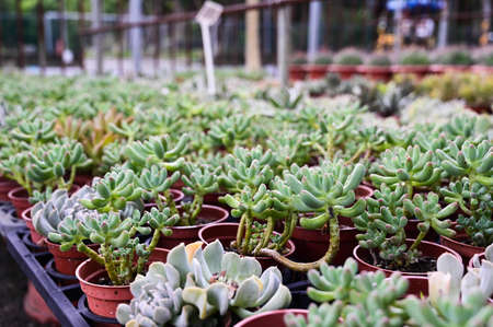 Sedum pachyphyllum Rose or Stonecropの写真素材