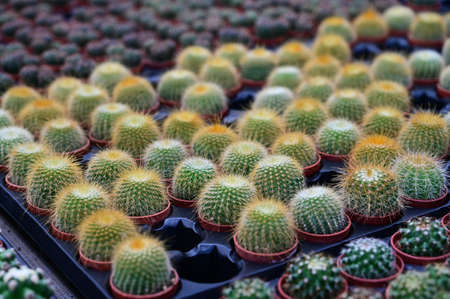 Small potted cactus in flower market